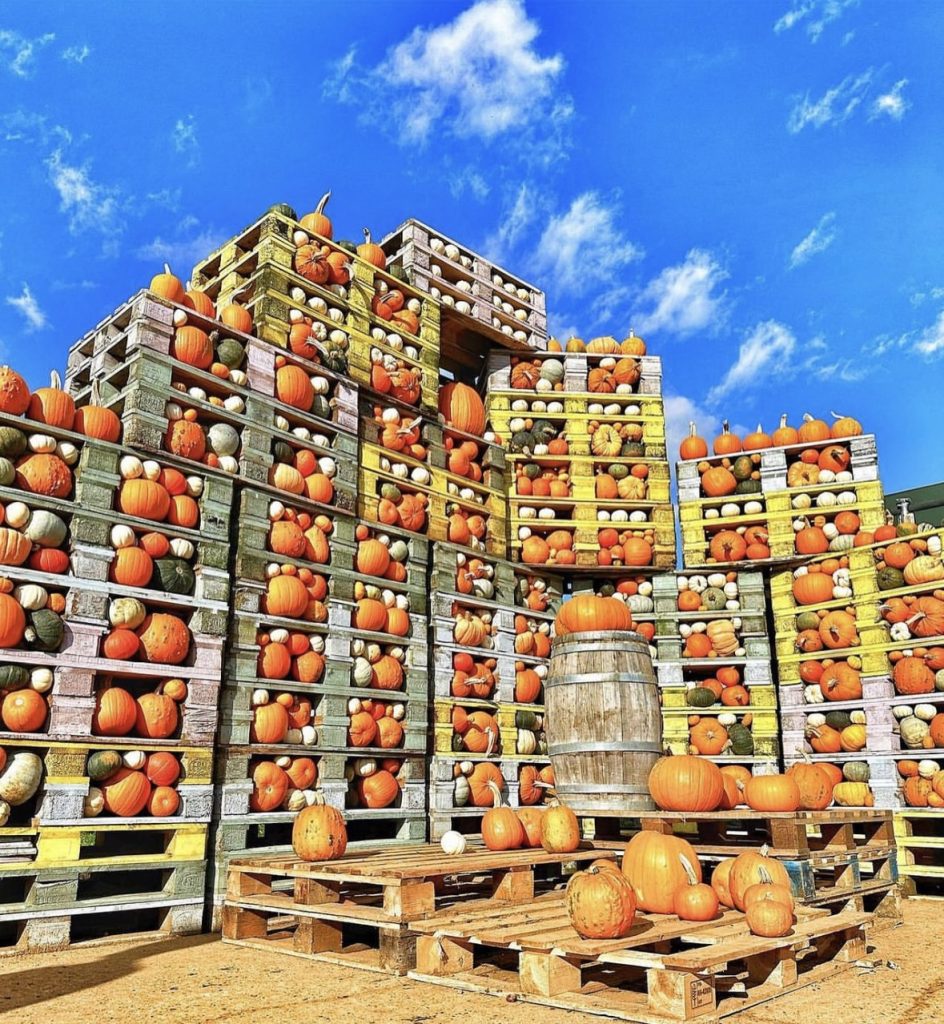 A wall of pumpkins constructed by the entrance to the pumpkin picking farm 